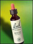 Bach Flower - Beech Flower Essence