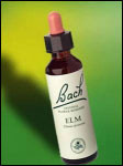 Bach Flower - Elm Flower Essence