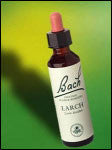 Bach Flower - Larch Flower Essence