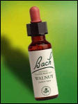 Bach Flower - Walnut Flower Essence